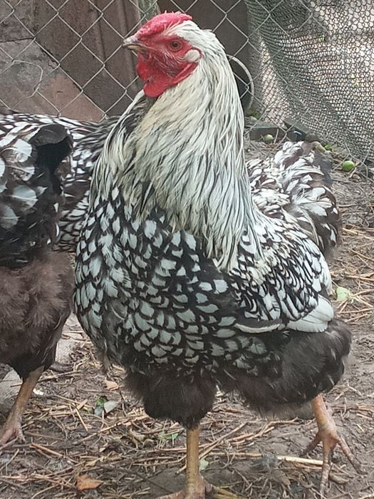 Кури віандот  срібло