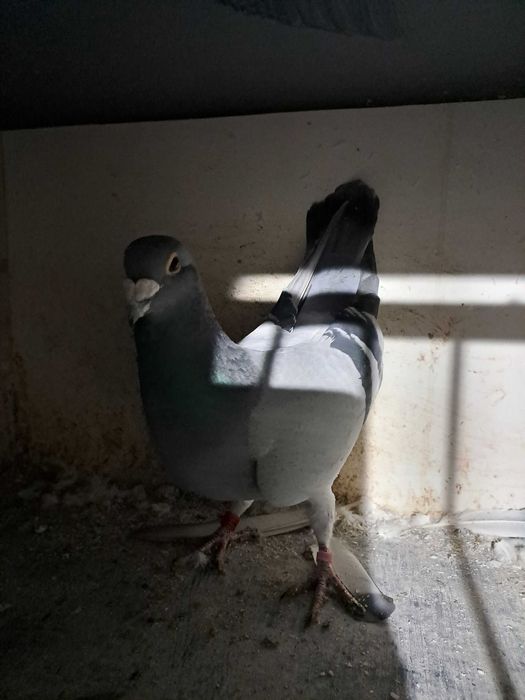 Sprzedam golebie pocztowe SAMCE