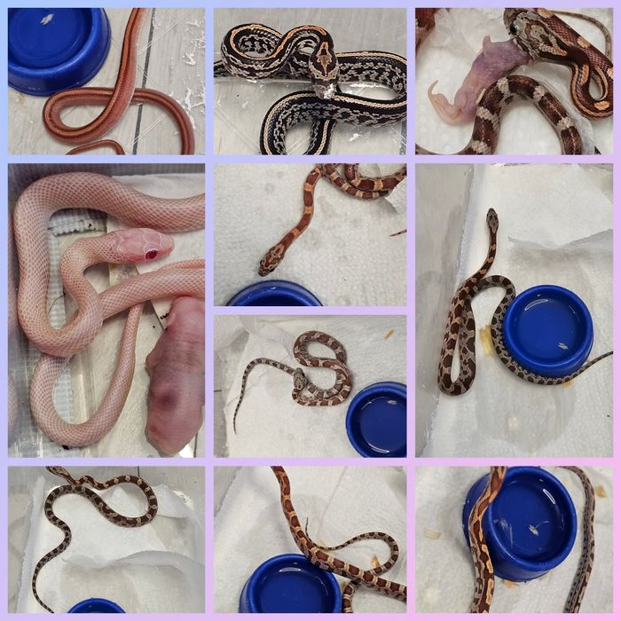 Jaszczurki weze zbozowy agama scynk teju gekon