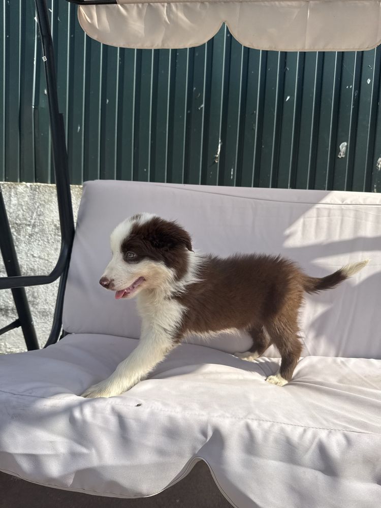Border collie Castanho