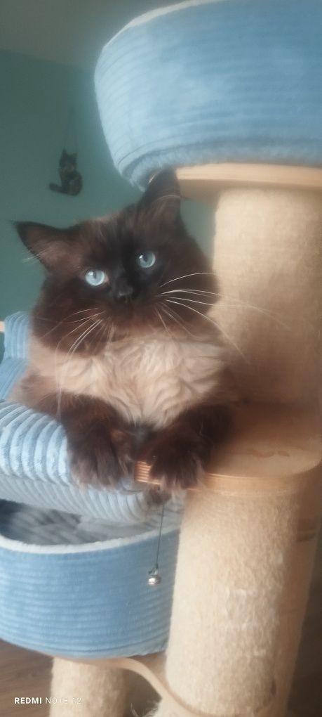Ragdoll Kocurek Seal Point-odbior sierpień