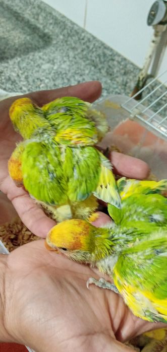 Cedem se agapornis e caturras