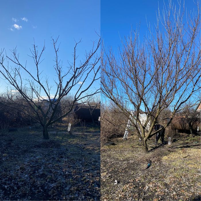 Профессиональная обрезка фруктовых деревьев,а так же любых других