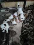 Shih TZU pieski gotowe do odbioru