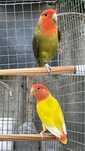 Casal de Agapornis