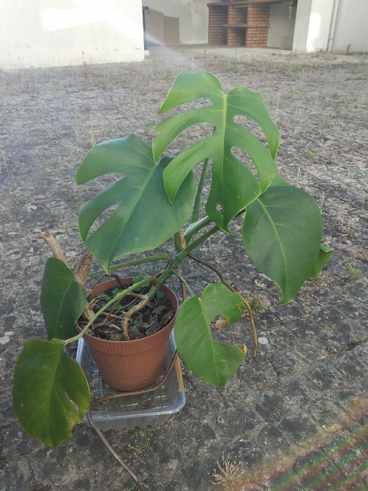 Costela d Adão monstera
