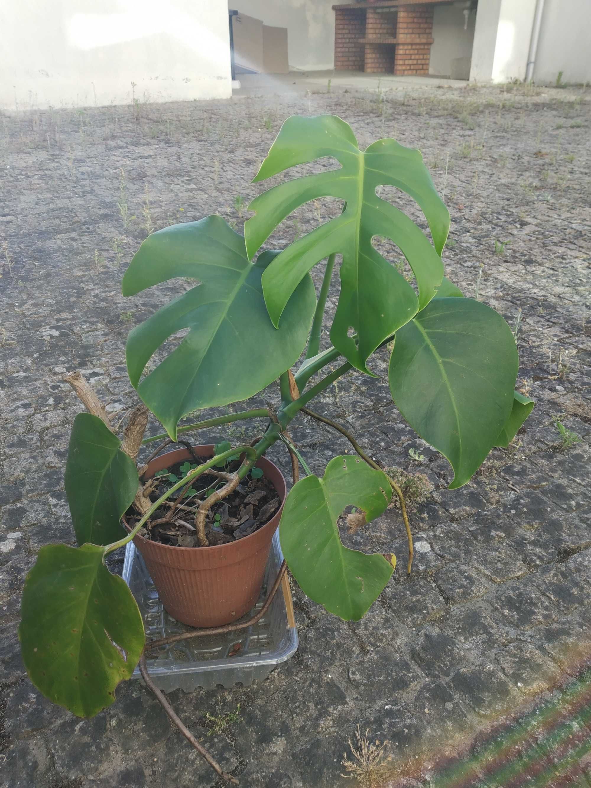 Costela d Adão monstera