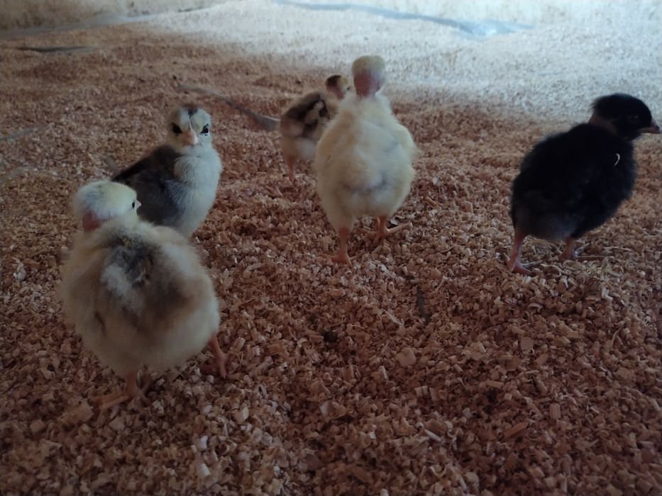 Голошейка инкубационное яйцо