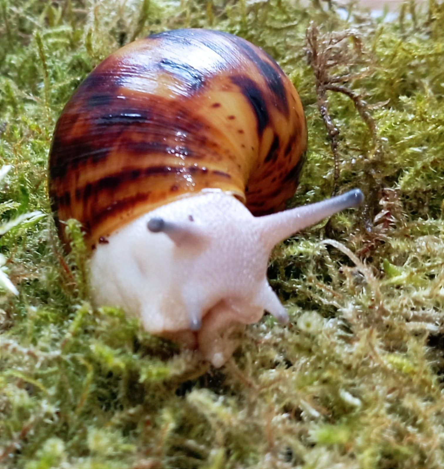 Ślimak afrykański, Archachatina marginata ovum acromelanic.