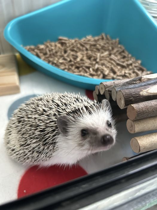 ODDAM jeż pigmejski afrykański i terrarium GDAŃSK