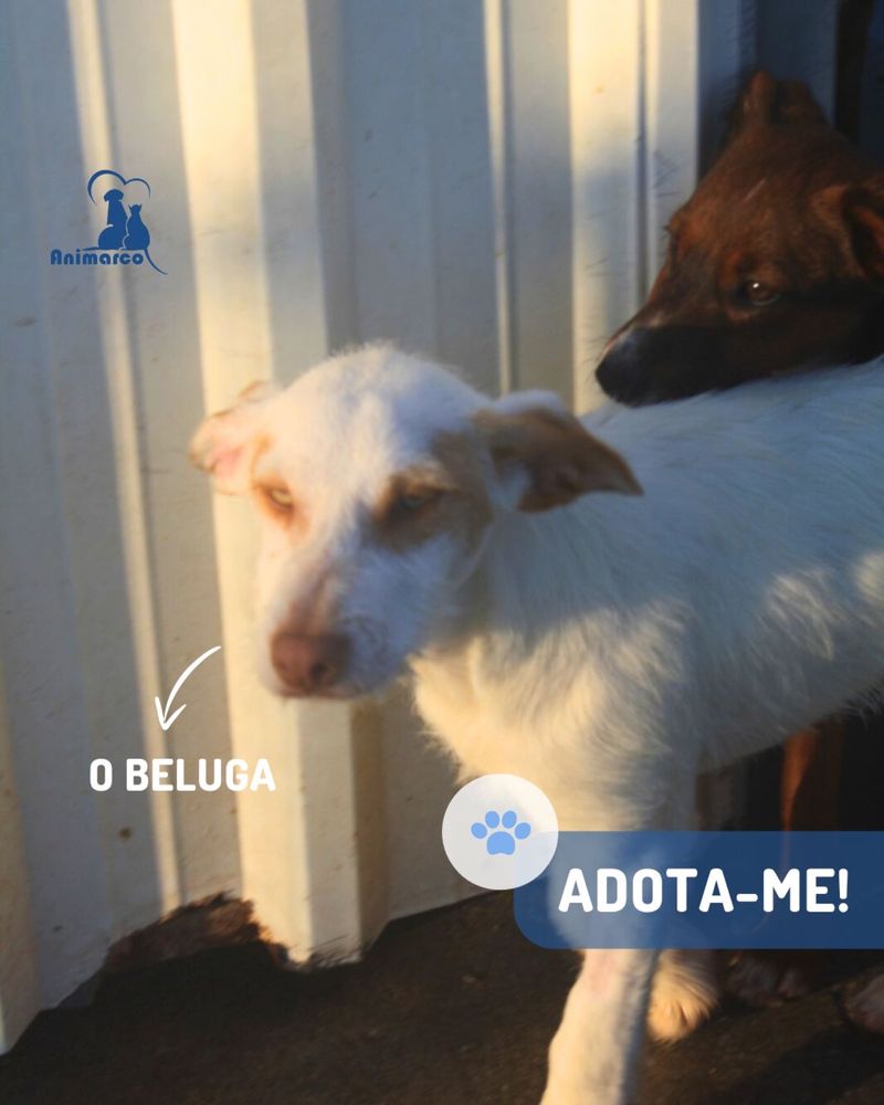 Beluga cao jovem porte medio