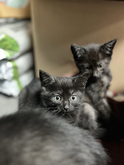 Kot europejski czarny