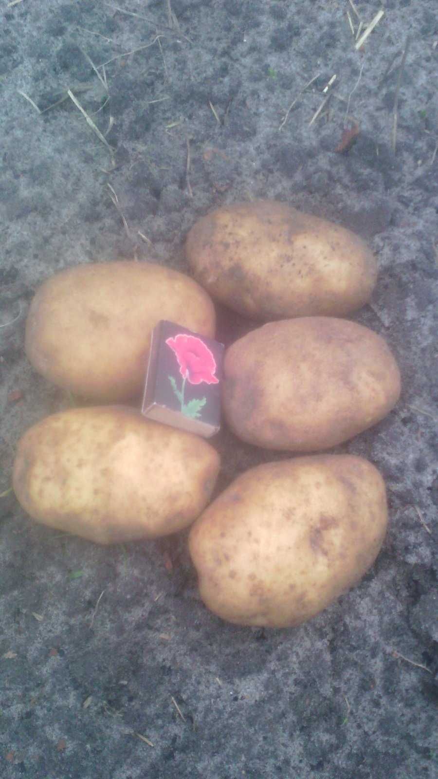 Насіння картоплі, багато цікавих сортів