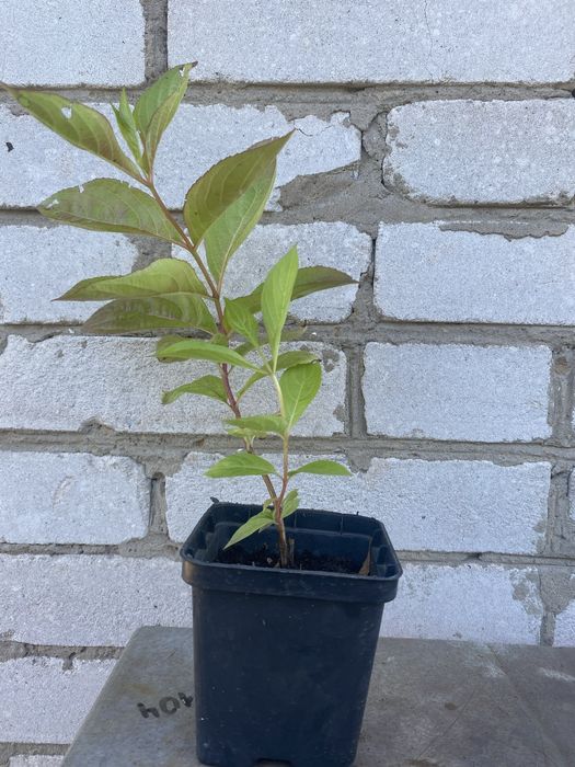 Weigela ‘Wings of Fire’