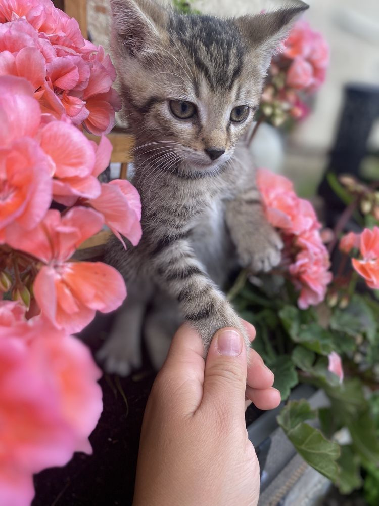 Kotki do adopcji za darmo w dobre ręce