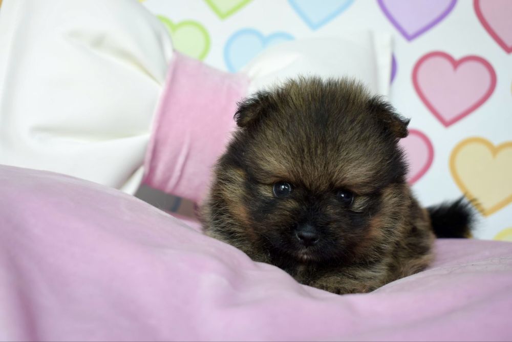 Pomeranian piesek szpic miniaturowy orange sable