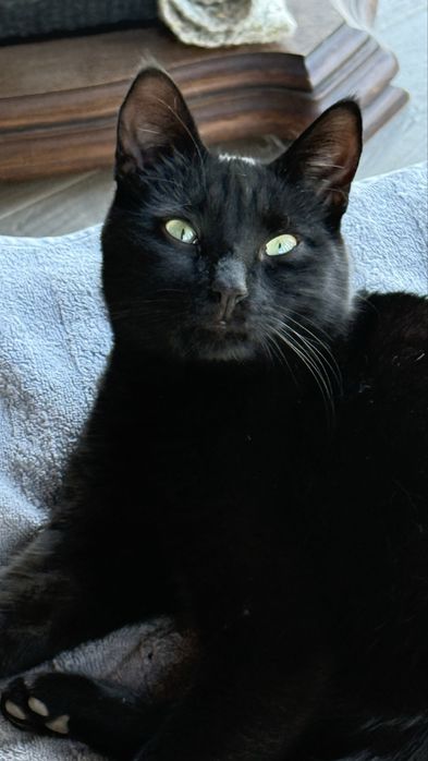 Черный кот ищет дом и любящую семью