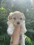 Piesek Maltipoo Szczeniak