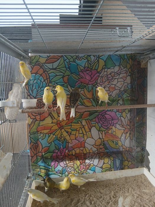 Kanarki miniatura hiszpańska