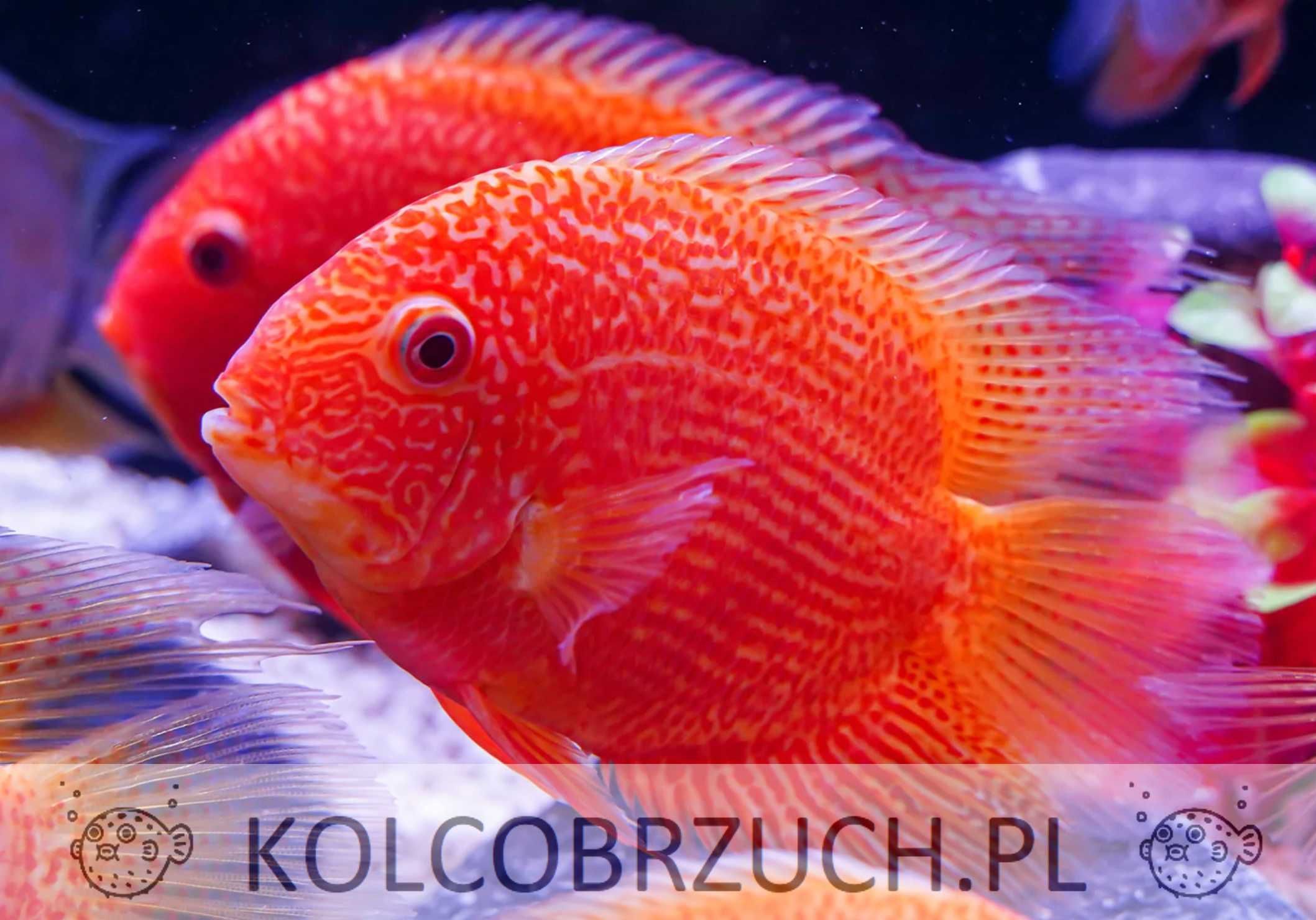 Pielęgnica severum ODMIANA RED - Sewerum - Heros efasciatus - dowóz