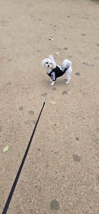 Maltanczyk suczka dorosła