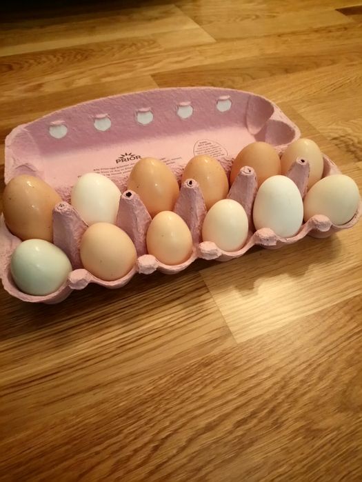 Świeże jajka od różnych kur