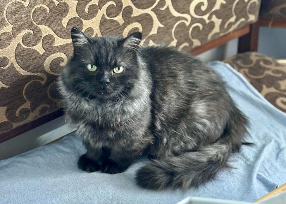 Котик молодий,ручний,кастрований,має всі вакцини