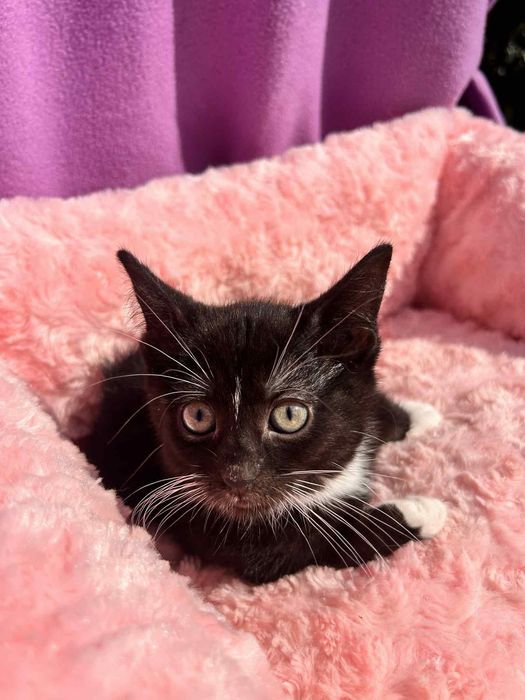 Czarna piękność do adopcji!