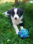 Border collie piesek