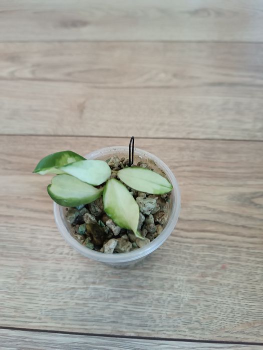 Hoya walliniana variegata