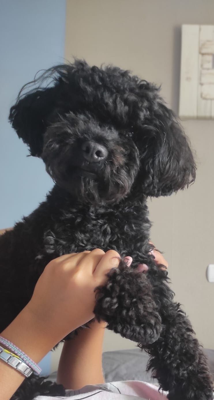 Caniche toy acasalar