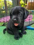 Labrador Retriever szczeniak ZKwP FCI