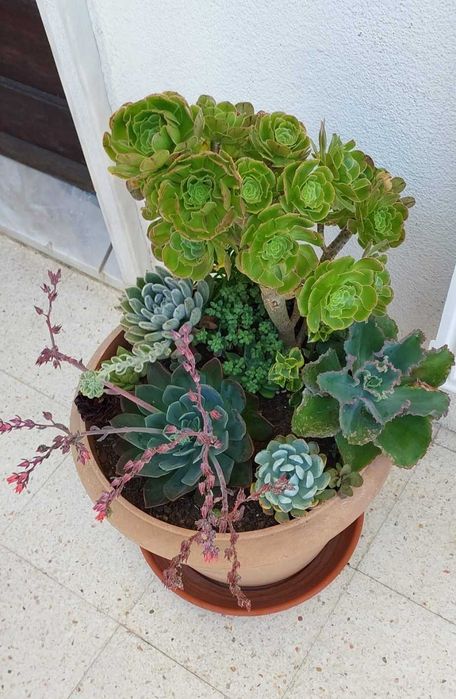 Diferentes tipos de suculentas