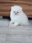 Pomeranian piesek biały