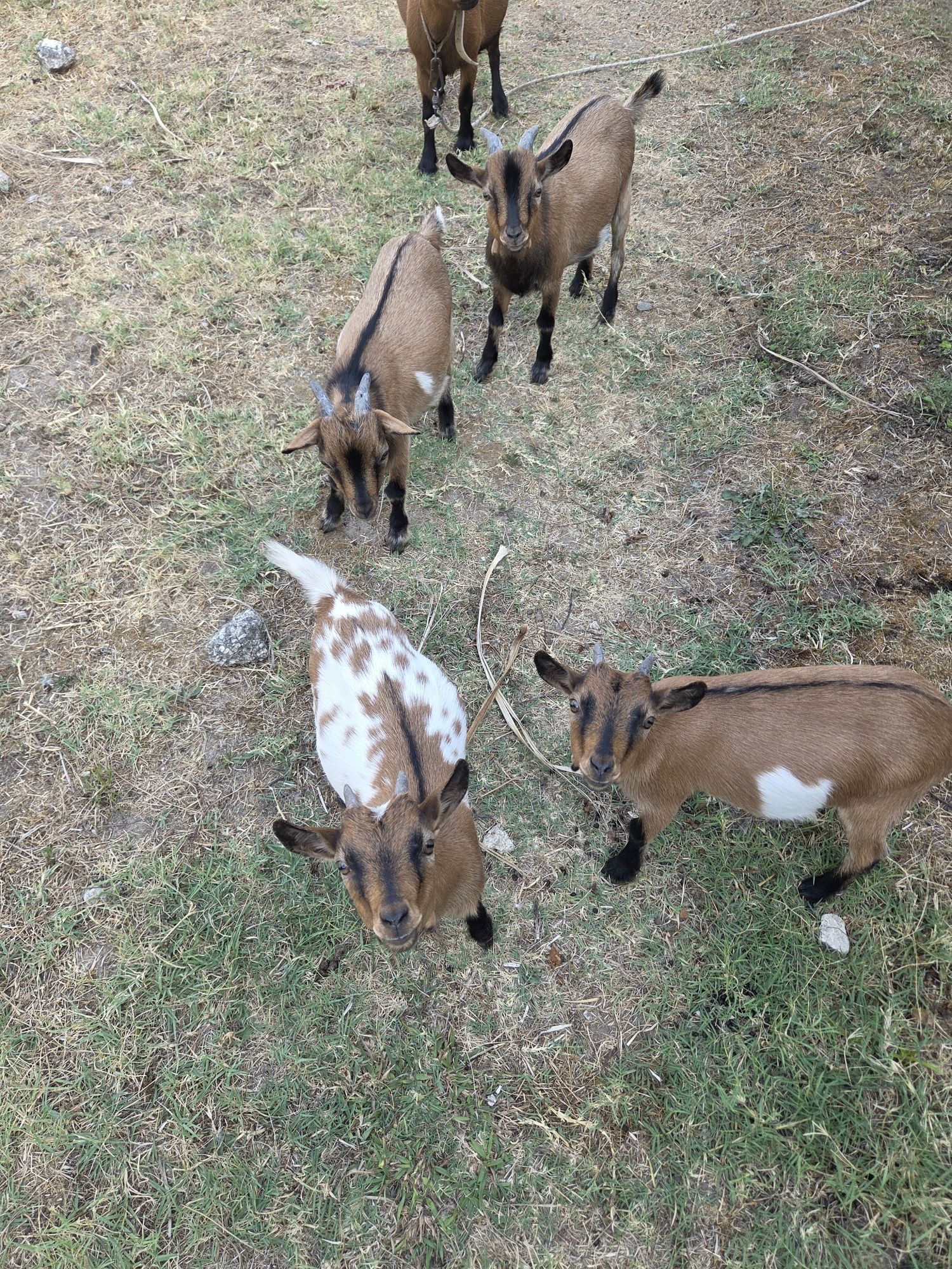 Vendo cabras anas
