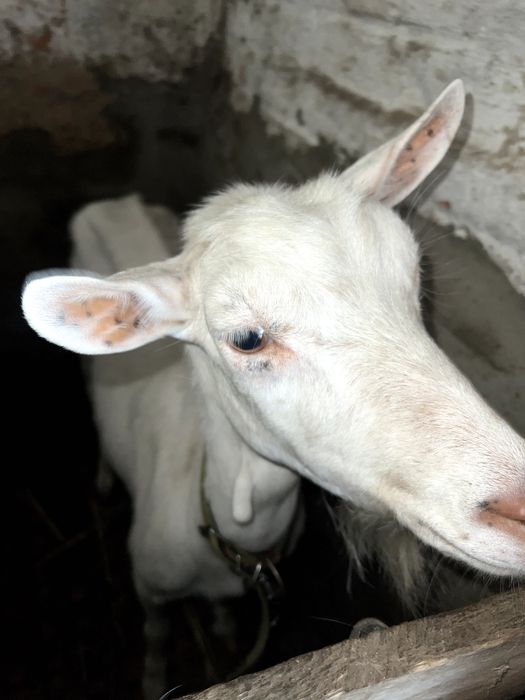 Продам кіз: дійних і на мʼясо