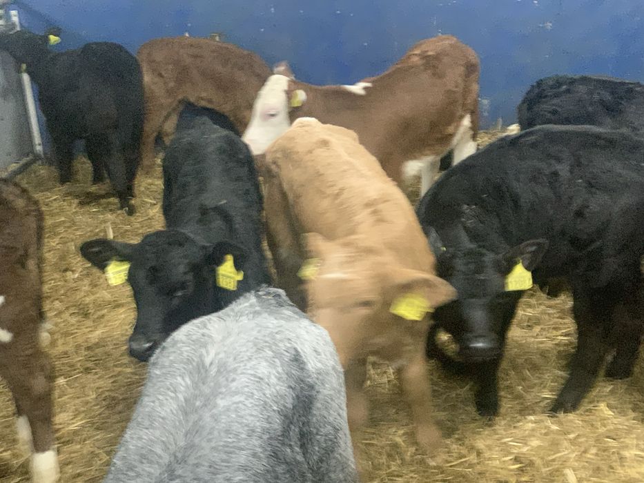 Cielaki mięsne Szczytno