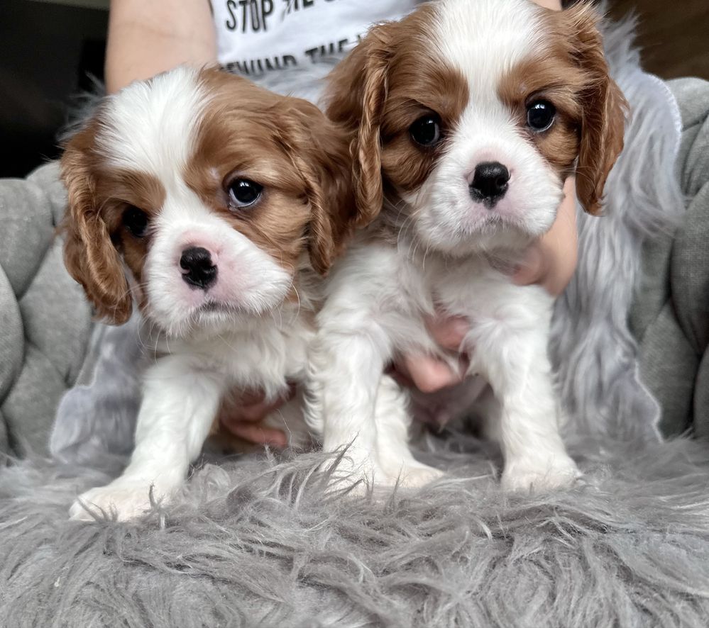 Cavalier king charles spaniel chłopiec