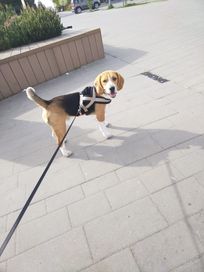 8 miesięczny beagle