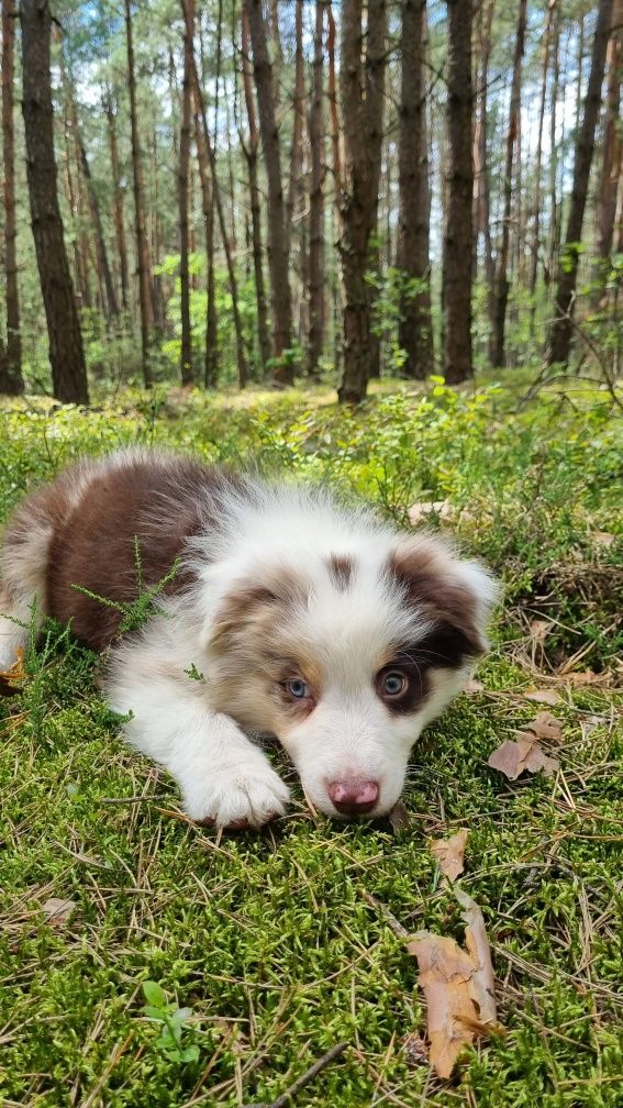 Border Collie piesek czekoladowy tricolor badania