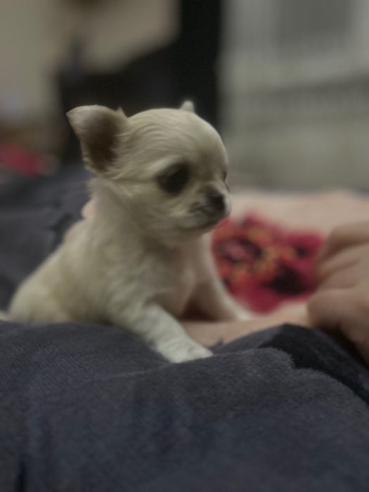 Chihuahua dziewczynka  ZkwP FCI
