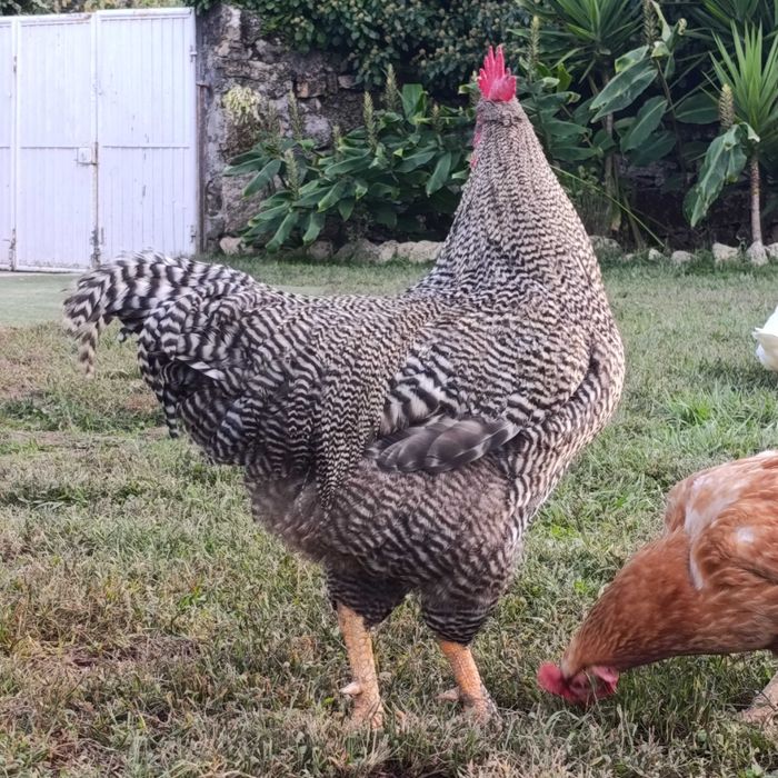 Galos perdês de vários tamanhos