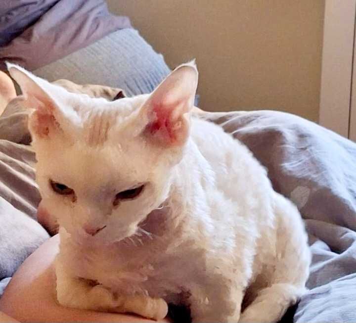 Кошеня  девон рекс в любимцы или передержка, срочно !