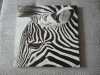 Kwadratowy obraz fotodruk zebra oko 39,5x39,5cm