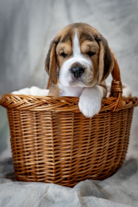 Beagle, ZkwP/FCI po wybitnych rodzicach