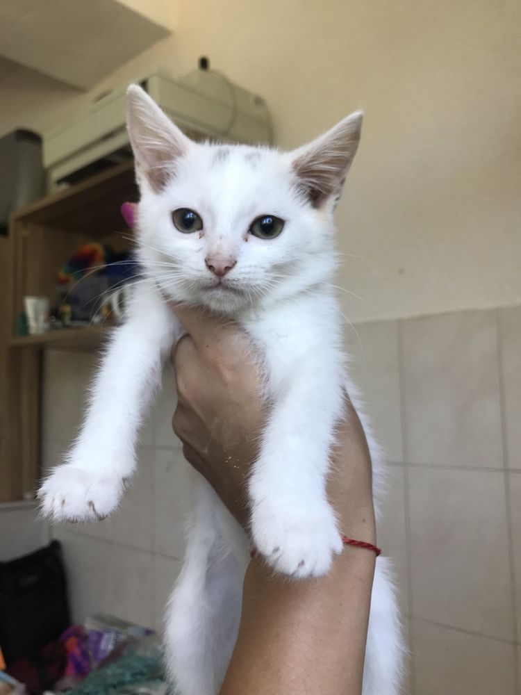Кошенята шукають родини хлопчики та дівчата