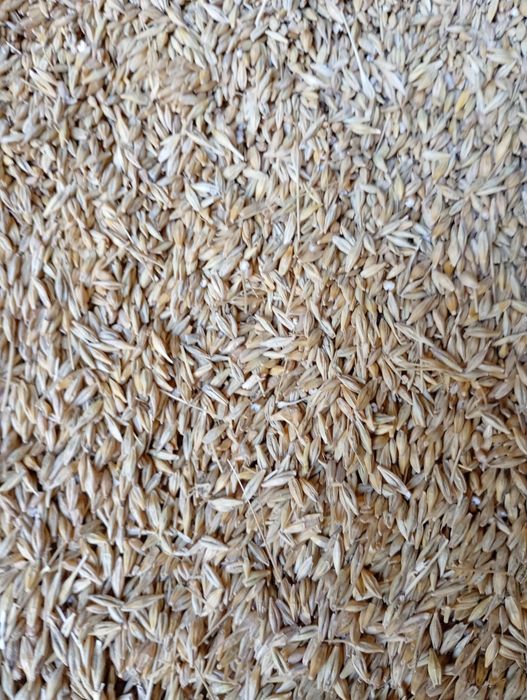 Продам зерно ячмінь