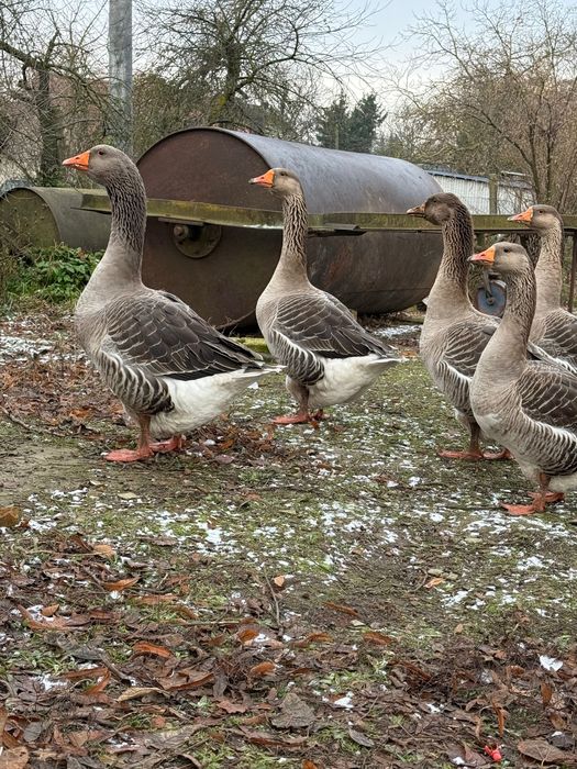Gęsi tegoroczne.