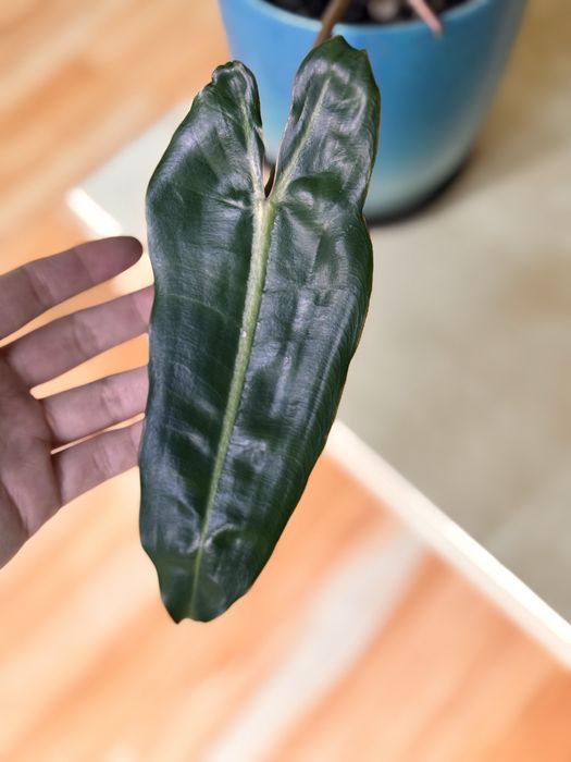 Philodendron billietiae variegata