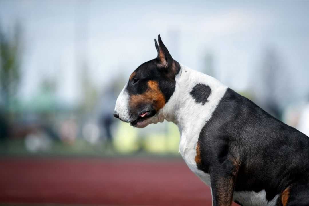 Piękny piesek rasy Bulterier z hodowli Czarny Baf